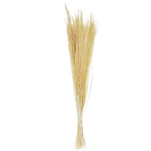 Floristik24 Bøjet græs Agrostis Capillaris Tørt græs Bleget 65cm 80g