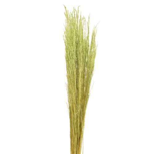 Floristik24 Bøjet græs Agrostis Capillaris Tørgræs Grøn 65cm 80g