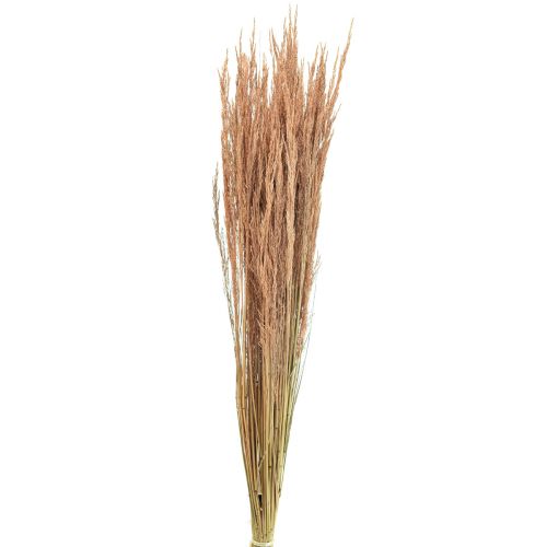 Floristik24 Rødt Bøjet Græs Agrostis Tørt Græs Rød Brun 65cm 80g