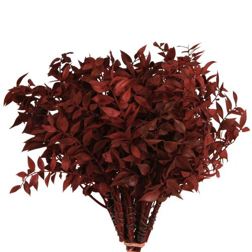 Artikel Ruscus Røde dekorative grene tørret på tråden 20cm 1 bundt