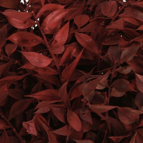 Artikel Ruscus Røde dekorative grene tørret på tråden 20cm 1 bundt