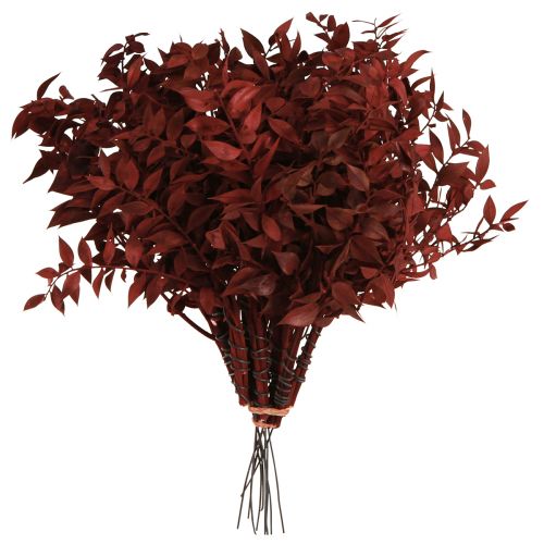 Artikel Ruscus Røde dekorative grene tørret på tråden 20cm 1 bundt