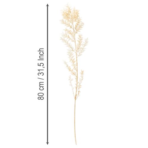 Tørret Ruscus dekorativ gren, bleget Ruscus, 200 g | Floristik24.dk