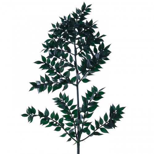 Floristik24 Ruscus grønne dekorative grene mørkegrønne 75-95cm 1kg