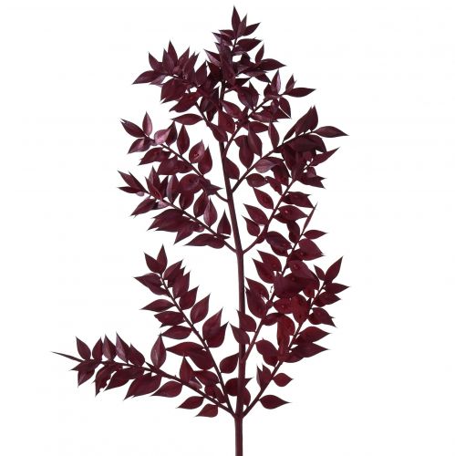 Artikel Ruscus Røde dekorative grene tørret mørkerød 75-95cm 1kg