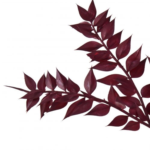 Artikel Ruscus Røde dekorative grene tørret mørkerød 75-95cm 1kg