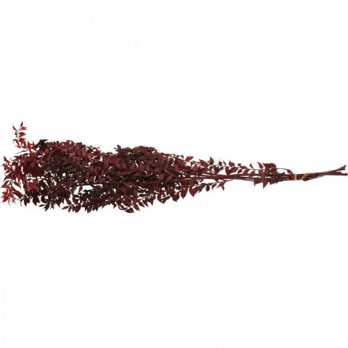 Floristik24 Tørret Ruscus, tørblomstret, tornemyrterød L58cm 30g