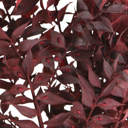 Floristik24 Tørret Ruscus, tørblomstret, tornemyrterød L58cm 30g
