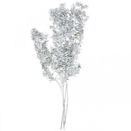Floristik24 Ruscus kviste, Slagterkost, Tørplante Hvidvasket L58cm 80g