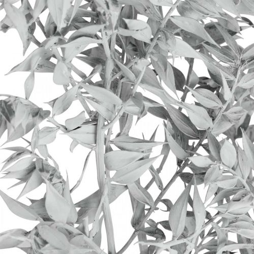 Floristik24 Ruscus kviste, Slagterkost, Tørplante Hvidvasket L58cm 80g