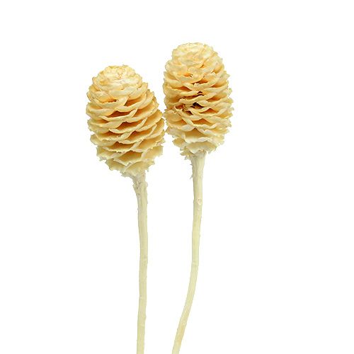 Floristik24 Sabulosum II bleget 25 stk