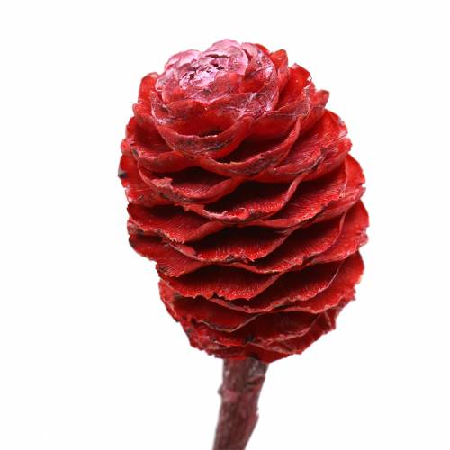 Artikel Dekorative grene Sabulosum rød frostet 4-6 25 stk