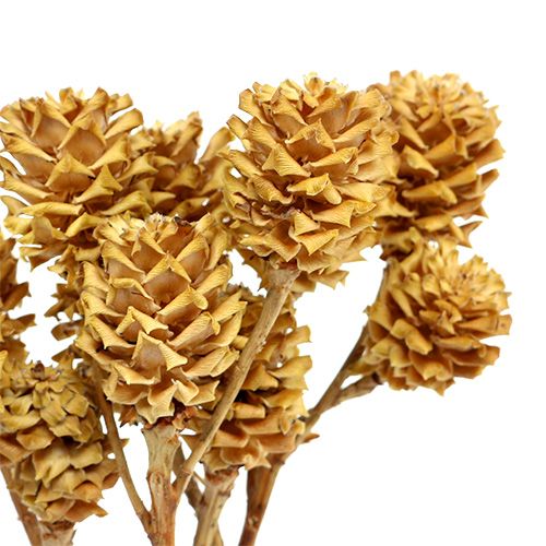 Artikel Salignum gren lyse leucadendron blomster på grenen 25 stk