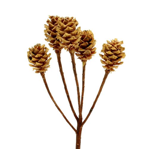 Artikel Salignum lys 4-6 blomster på Leucadendron grenen 100 stk
