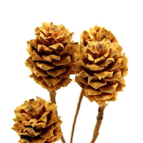 Artikel Salignum lys 4-6 blomster på Leucadendron grenen 100 stk