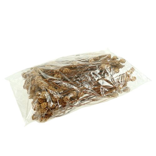 Artikel Salignum lys 4-6 blomster på Leucadendron grenen 100 stk