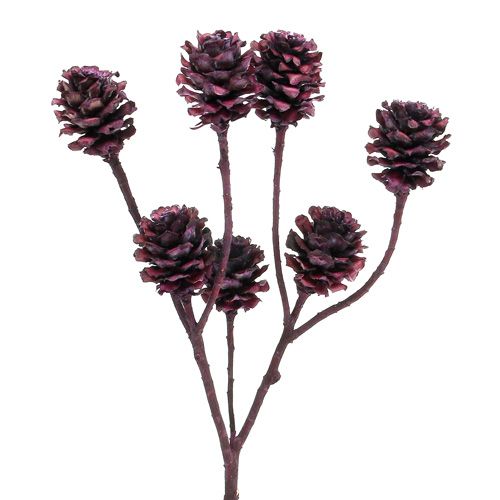 Salignum grene med kogler Berry 25 stk