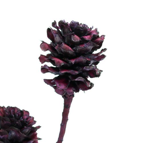 Artikel Salignum grene med kogler Berry 25 stk
