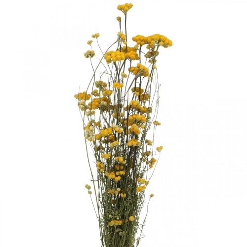 Floristik24 Flok karrybusk, gul tørret blomst, gylden sol, italiensk helichrysum L58cm 45g