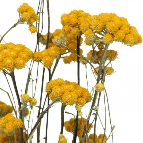 Artikel Flok karrybusk, gul tørret blomst, gylden sol, italiensk helichrysum L58cm 45g