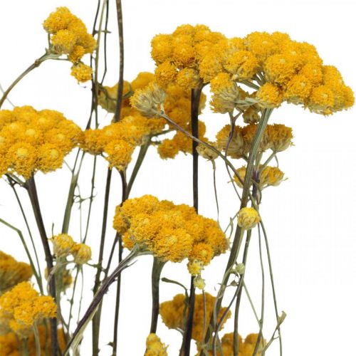 Floristik24 Flok karrybusk, gul tørret blomst, gylden sol, italiensk helichrysum L58cm 45g