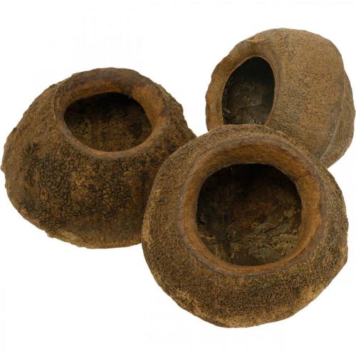 Floristik24 Paradise Nut Plantepotte Naturlig Sapucaia Ø14cm H10cm 3 stk