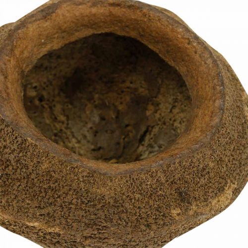 Floristik24 Paradise Nut Plantepotte Naturlig Sapucaia Ø14cm H10cm 3 stk