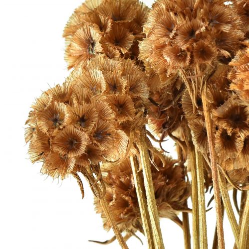 Artikel Scabiosa tørrede naturlige scabiosa tørrede blomster H50cm 100g