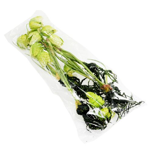 Floristik24 Skakblomstergrøn med rødder L30cm