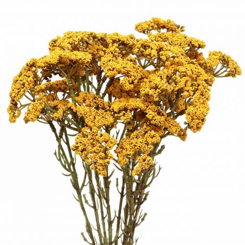 Floristik24 Yarrow kunstig gul 74cm 3stk