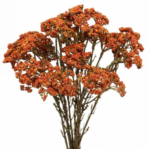 Floristik24 Yarrow kunstig orange 74cm 3stk