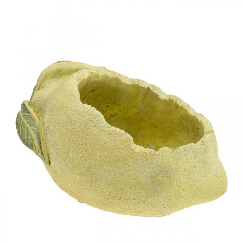 Floristik24 Middelhavsbetonskål, dekorativ citron, planter, planter L18.5cm