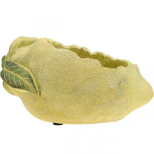 Floristik24 Middelhavsbetonskål, dekorativ citron, planter, planter L18.5cm