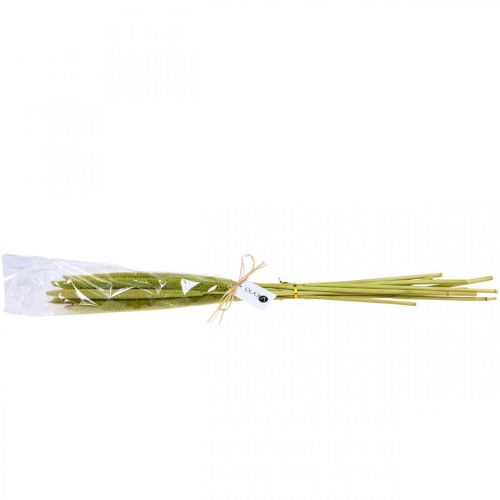 Floristik24 Reed cob deco rørgræs tørret grøn H60cm bundt