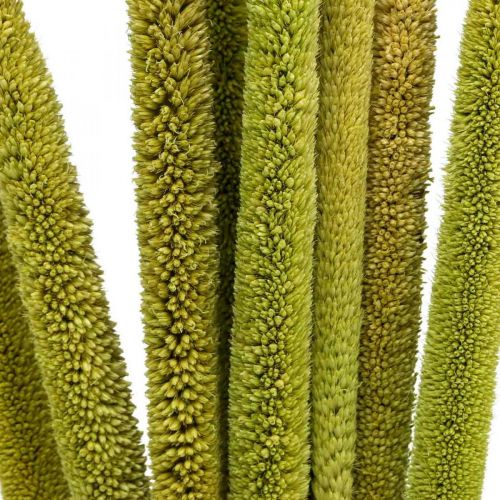 Floristik24 Reed cob deco rørgræs tørret grøn H60cm bundt