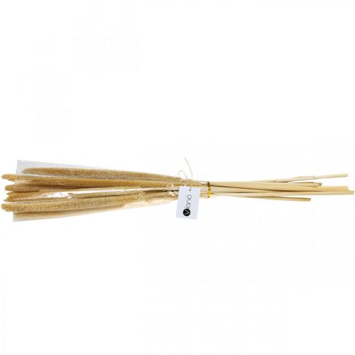 Floristik24 Reed cob deco rørgræs tørret naturlig H60cm bundt