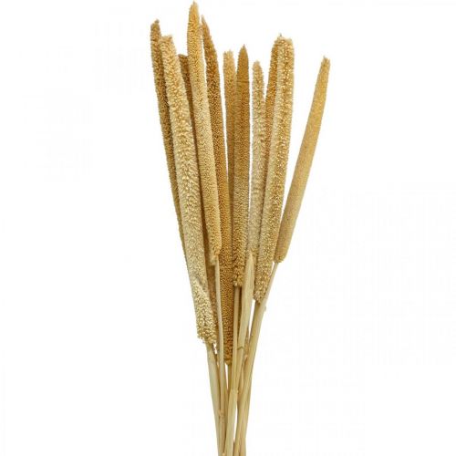 Floristik24 Reed cob deco rørgræs tørret naturlig H60cm bundt