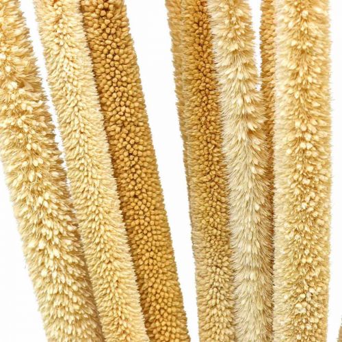 Artikel Reed cob deco rørgræs tørret naturlig H60cm bundt