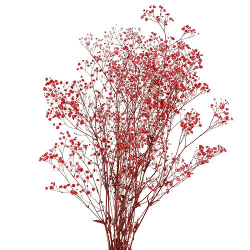 Artikel Gypsophila Gypsophila Tørrede Blomster Rød 50cm 55g