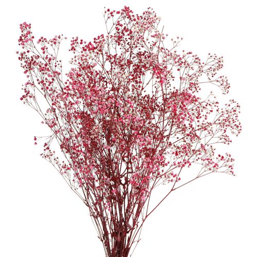 Floristik24 Gypsophila paniculate gipsurt i bær L50cm 55g