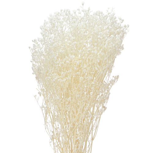 Floristik24 Gypsophila hvidtørrede græsser dekorationscreme 65-70cm 100g
