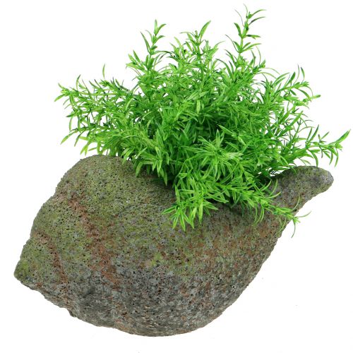 Floristik24 Musling til plantning med mos 25 cm
