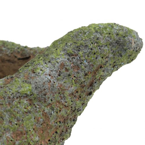 Floristik24 Musling til plantning med mos 25 cm