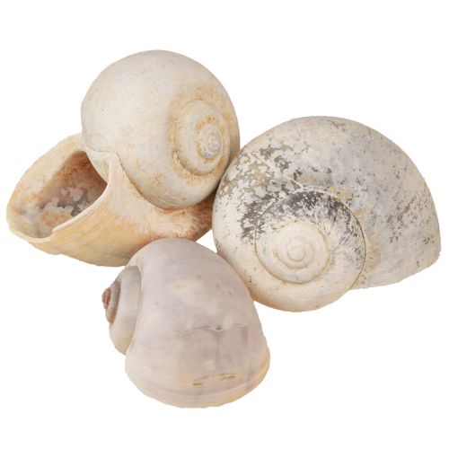 Floristik24 Snegledekoration sneglehuse naturligt land snegletom 500g