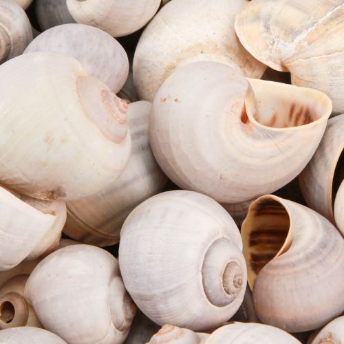 Floristik24 Snegledekoration sneglehuse naturligt land snegletom 500g