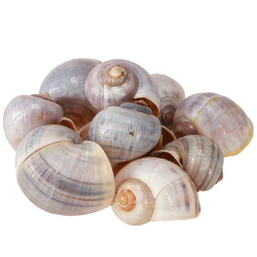 Artikel Sneglehus natur 1kg