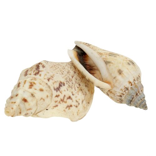 Floristik24 Sneglehus natur 815g