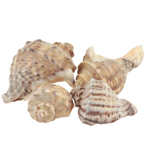 Floristik24 Snegleskal dekoration havsnegle brun creme 4-6cm 300g