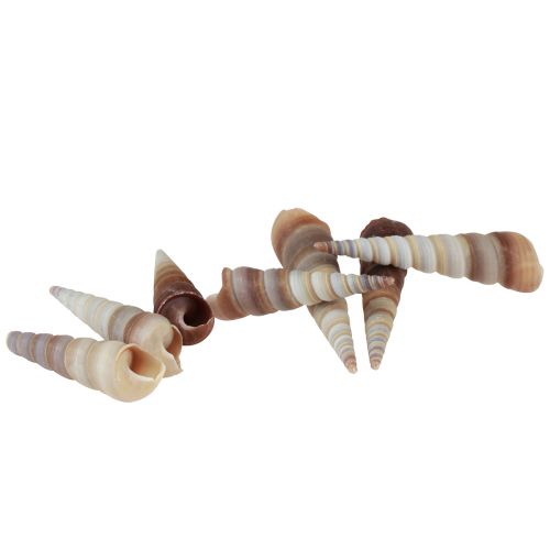 Artikel Sneglehuse dekorative havsnegle Turritella 4,5–5,5 cm 300g