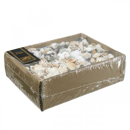 Floristik24 Mussel Mix Mini, Havsnegle, Naturmuslinger L1–4cm 1000g